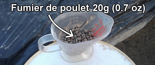 Fumier de poulet utilisé comme engrais supplémentaire pour le brocoli et le chou vert frisé (chou cabus)