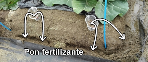 Pon fertilizante al brócoli y a la col (col repollo) de primavera