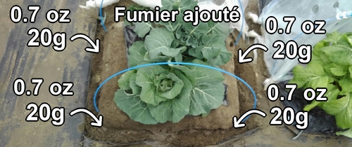 Du fumier de poulet a été ajouté à tous les endroits d’engrais