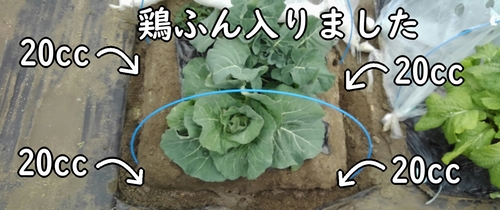 全ての追肥箇所に鶏糞が入りました