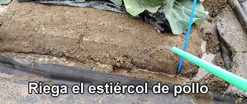 Riega el estiércol de pollo