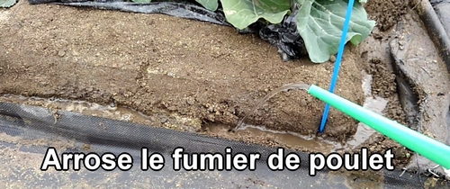 Arrose le fumier de poulet