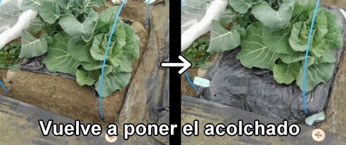 Vuelve a poner la lámina de acolchado en la cama del brócoli y la col (col repollo) de primavera