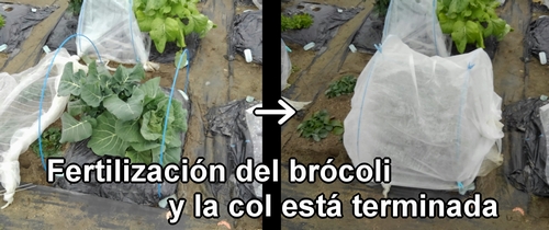 La fertilización del brócoli y la col (col repollo) de primavera está terminada