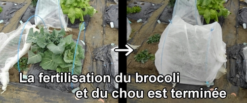 La fertilisation du brocoli et du chou vert frisé (chou cabus) est terminée