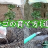 Steps for growing strawberries (Fertilize the strawberries in field cultivation)