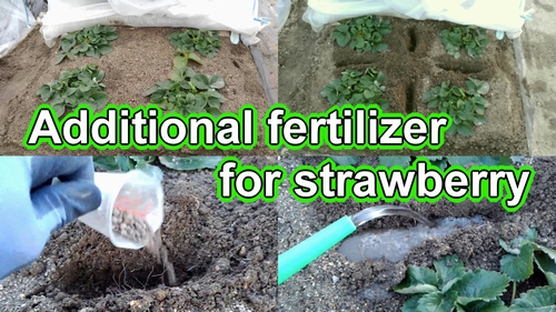 January is the time for fertilizing strawberries