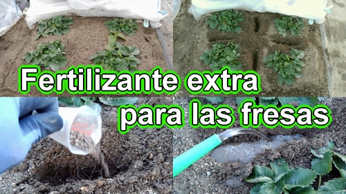Enero es el momento para fertilizar las fresas (frutilla)