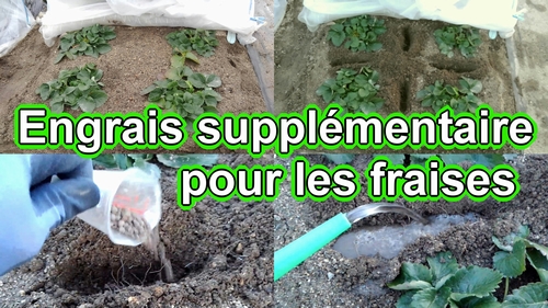 Janvier est le moment pour fertiliser les fraises (fraisier)