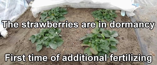 The wintering strawberries (Japanese Houkou-wase strawberries)