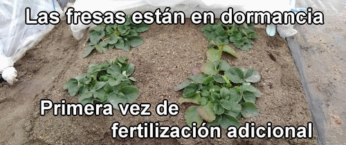 Las fresas en reposo invernal (Fresas japonesas Houkou-wase) Fresas de temporada única