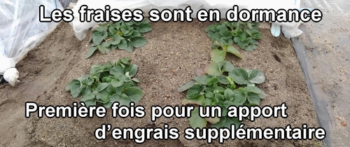 Les fraises en hivernage (Les fraises japonaises Houkou-wase) Fraises à une seule récolte