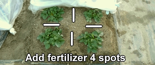 The spots for additional-fertilizing in field-grown strawberries