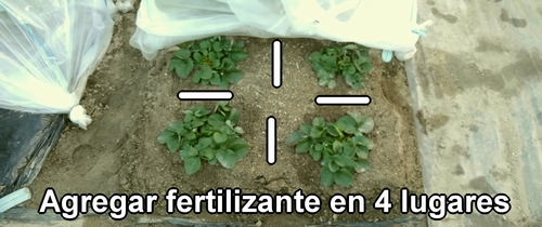 Los lugares para la fertilización extra en las fresas (frutilla) cultivadas en campo abierto