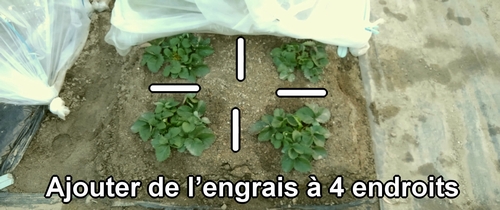 Les endroits pour l’engrais supplémentaire des fraises (fraisier) cultivées en plein champ