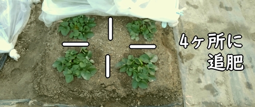露地栽培のいちごの追肥箇所