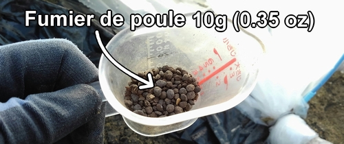 Les 10g (0.35 oz) de fumier de poule utilisés comme engrais supplémentaire pour les fraises (fraisier)