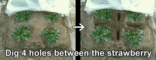 Dig holes between the strawberry plants
