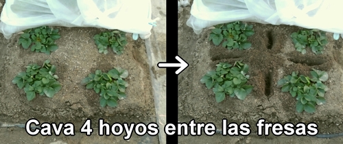 Cava hoyos entre las plantas de fresa (frutilla)