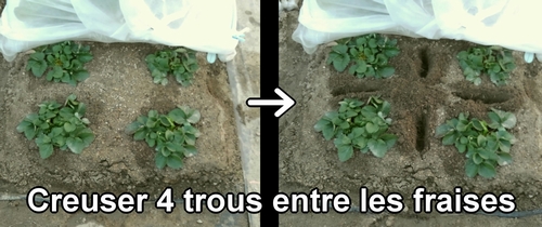 Creuser des trous entre les plants de fraises (fraisier)