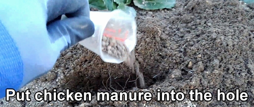 Put chicken manure into the holes