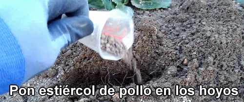 Pon estiércol de pollo en los hoyos