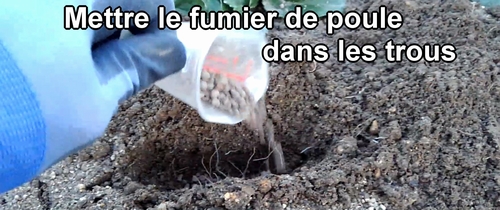 Mettre le fumier de poule dans les trous