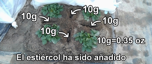 El estiércol de pollo ha sido puesto entre las plantas de fresa (frutilla)