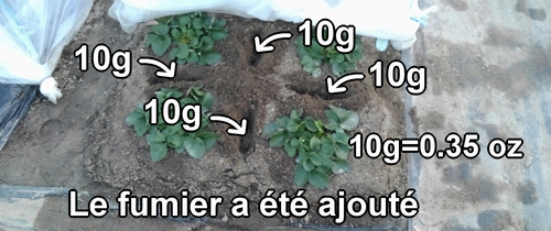 Le fumier de poule a été mis entre les plants de fraises (fraisier)