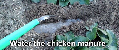 Water the chicken manure