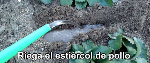 Riega el estiércol de pollo