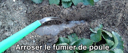 Arroser le fumier de poule