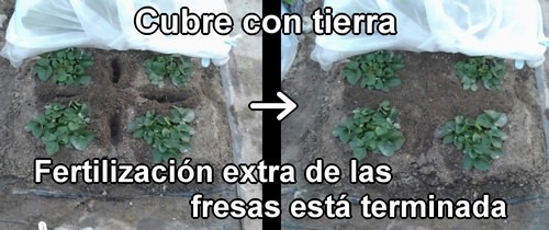 La fertilización extra para las fresas (frutilla) está terminada