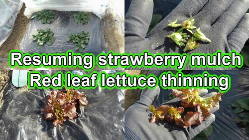 Resuming strawberry mulch cultivation and thinning of red leaf lettuce