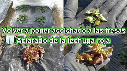 Volver a poner acolchado a las fresas (frutilla) y aclarar la lechuga roja