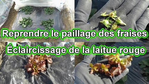 Reprendre le paillage des fraises (fraisier) et éclaircir la laitue rouge