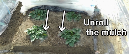 Cover the strawberry bed with mulch