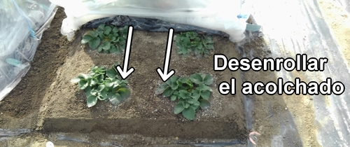 Cubrir la cama de fresas con acolchado