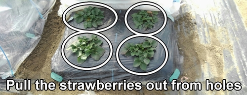 Pull the strawberries out from the holes in the mulch