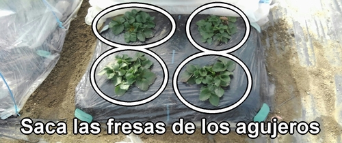 Saca las fresas (frutilla) de los agujeros del acolchado