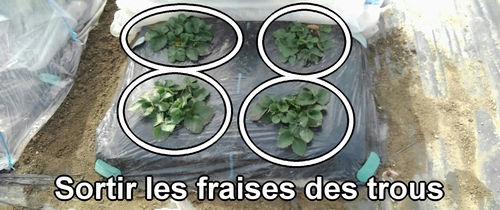 Sortir les fraises (fraisier) des trous dans le paillage