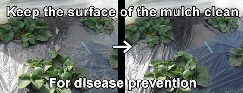 Keep the surface of the mulch clean