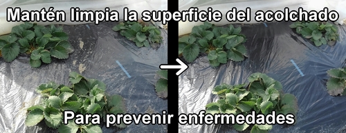 Mantén limpia la superficie del acolchado