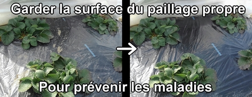 Garder la surface du paillage propre