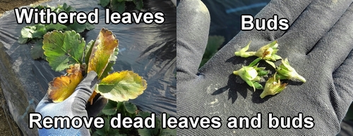 Remove the strawberry buds and withered leaves