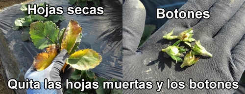 Quita los botones y las hojas secas de las fresas (frutilla)