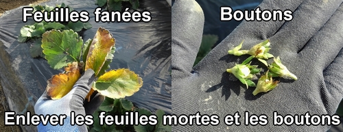 Enlever les boutons de fraises (fraisier) et les feuilles fanées