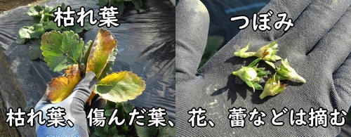 いちごの蕾や、枯れ葉は摘む