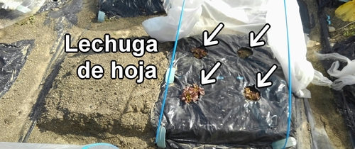 La cama de lechuga roja (lechuga batavia)