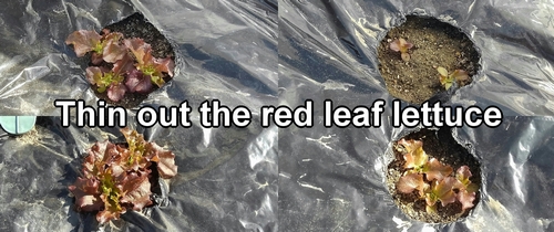 Thinning red leaf lettuce